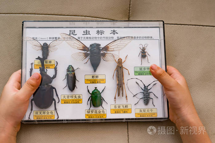 孩子认为昆虫标本采集盒照片 正版商用图片00zjv4 摄图新视界 孩子认为昆虫标本采集盒照片 正版商用图片00zjv4 摄图新视界