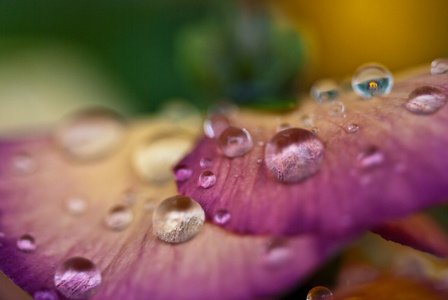 湿紫花