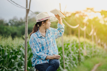 愉快的农夫妇女寻找在领域玉米植物在一个晴朗的夏天天