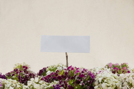 可爱的威廉鲜花花束与空白白卡