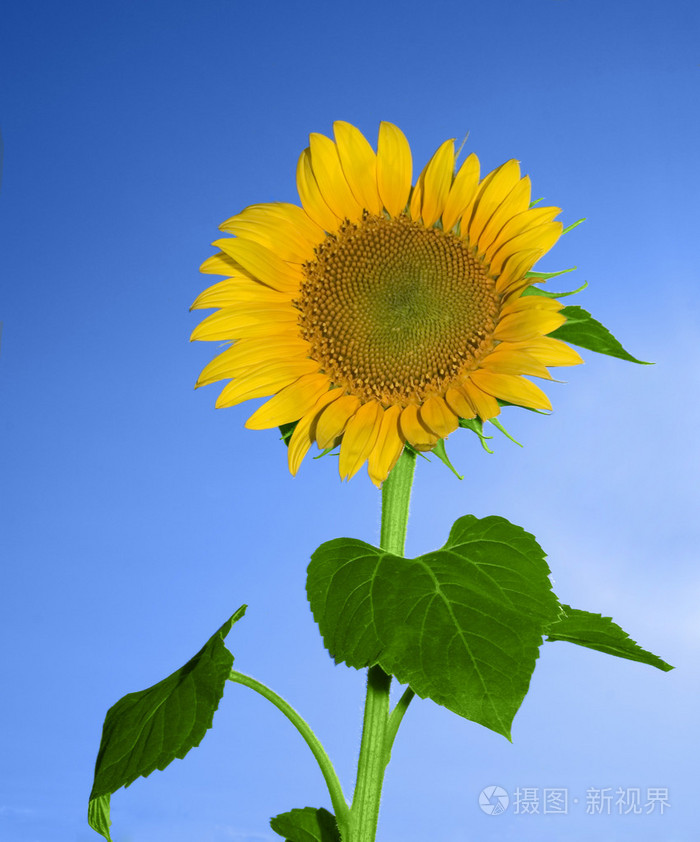 美丽的向日葵