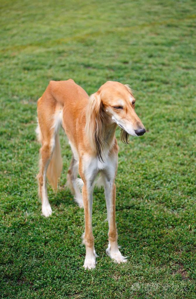 春天的花园里波斯猎犬狗
