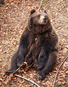 意大利棕熊