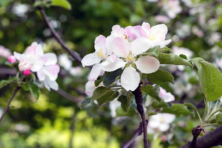 大花的城市公园特写，树上的苹果