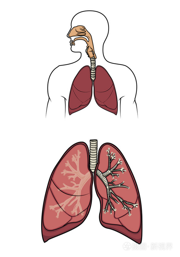 呼吸系统简易图动漫图片