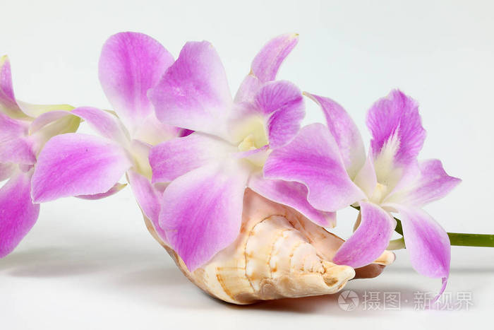 五颜六色的兰花花贝壳