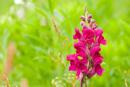 野生红蛇龙花