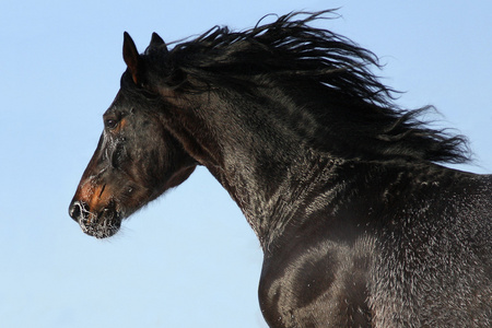 荷兰的马匹图片