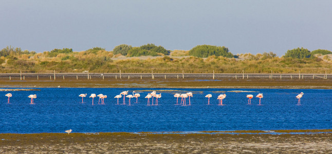 红鹳，火烈鸟羽毛粉红长颈的大涉禽 flamingo的名词复数 