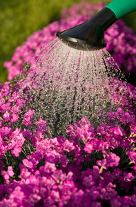紫色的花和喷头