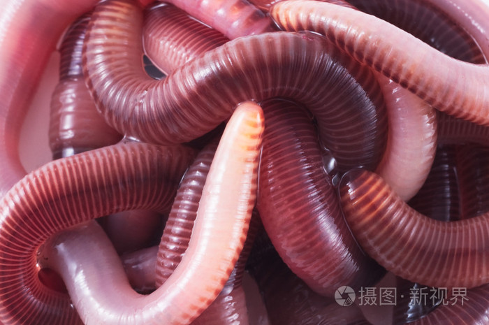 蚯蚓earthworm的名词复数