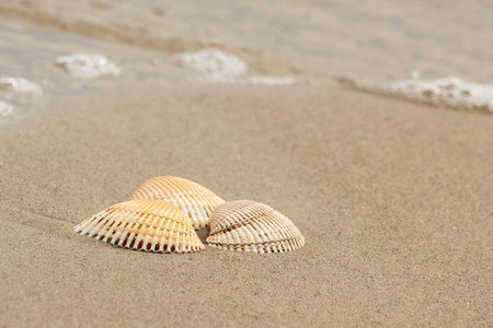贝壳在海滩的海，夏天和度假的概念