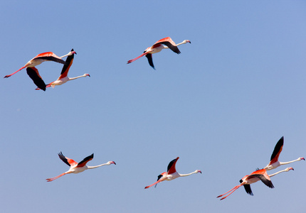 红鹳，火烈鸟羽毛粉红长颈的大涉禽 flamingo的名词复数 