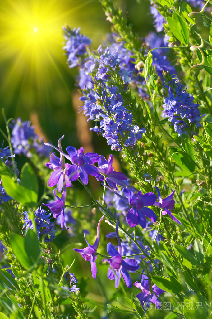 田野紫罗兰花jpg