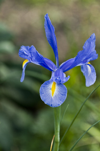 蓝色鸢尾花。
