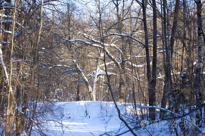 美丽的冬季森林景观