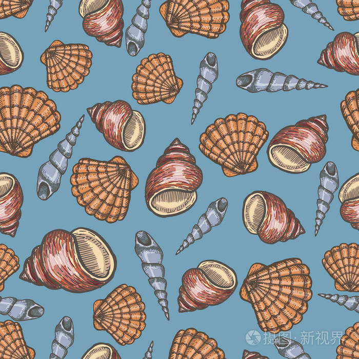 贝壳收藏手绘水生涂鸦矢量图.素描