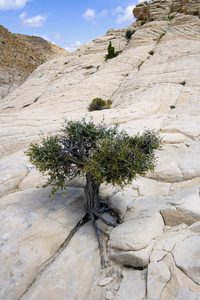 用一棵小树靠近岩石图片
