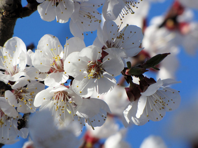 尤指果树的花 blossom的名词复数  花丛，花簇