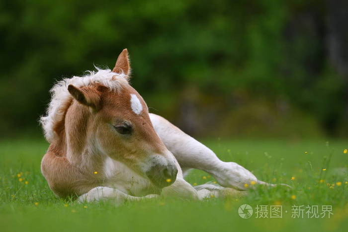 年轻可爱的小马驹户外