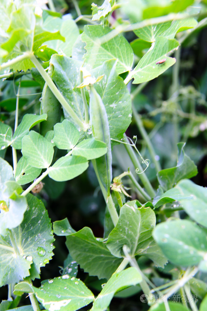 接近正在生长的豌豆