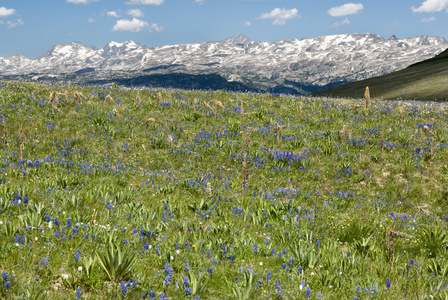 高山野花景观