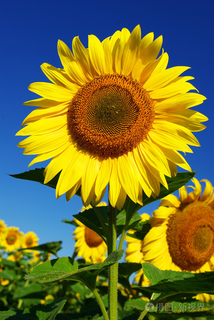 向日葵葵花籽向日葵色