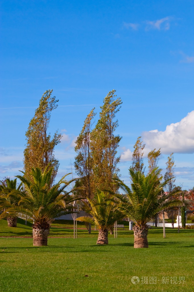 有树木的城市公园