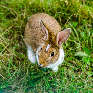 在绿色草地上，农场哺乳动物的美丽小兔