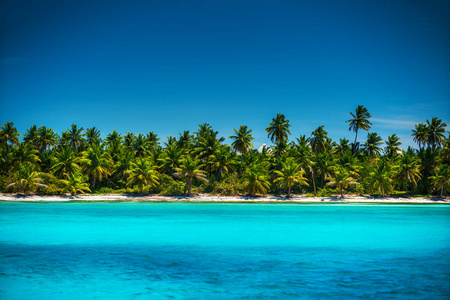 棕榈树在热带岛屿海滩上，蓬塔卡纳