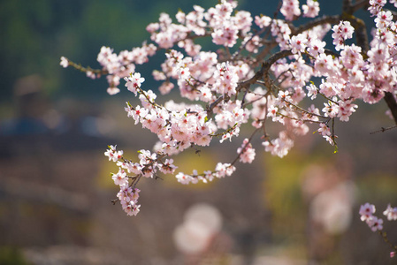 杏仁的一朵朵花树。复制空间。模糊的背景