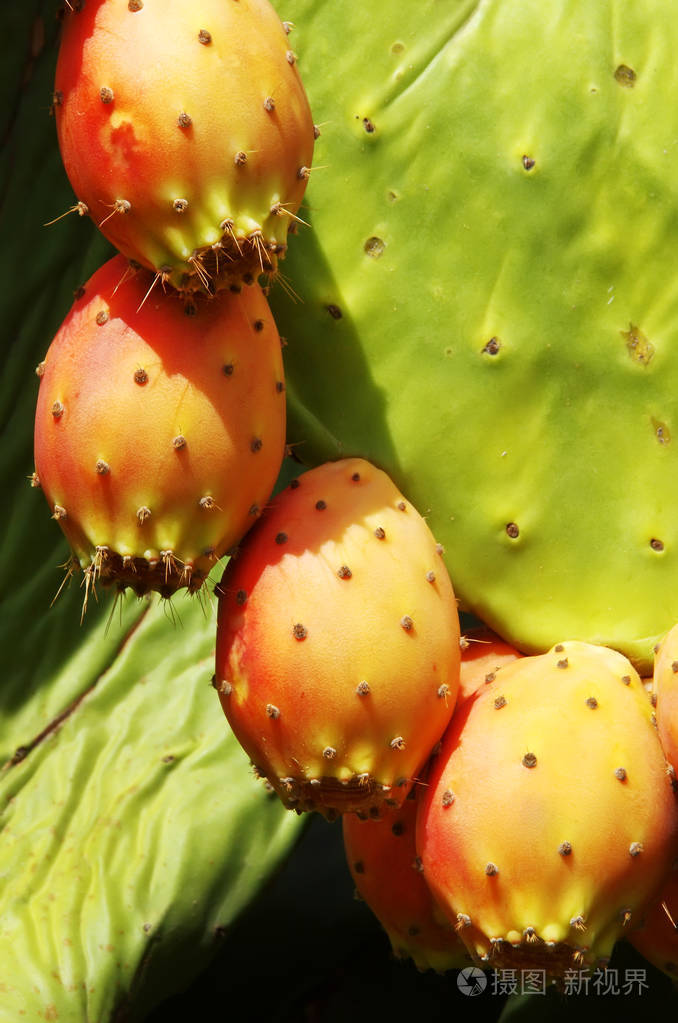 仙人掌果仙人掌的果实的特写