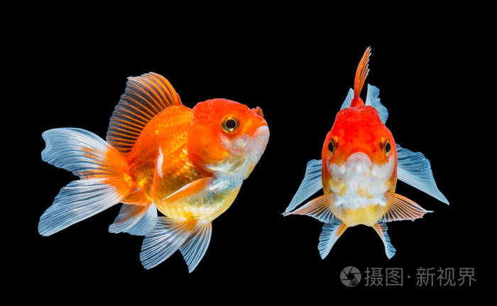 黑色背景上孤立的金鱼照片 正版商用图片010nvc 摄图新视界