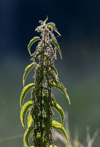 荨麻植物