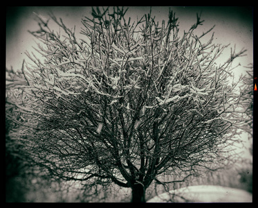 树在黑色和白色的雪老式幻灯片图片