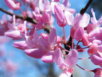 开花红芽