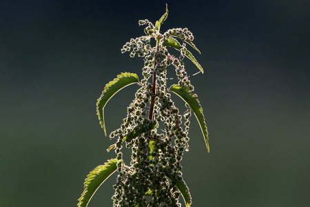 荨麻植物