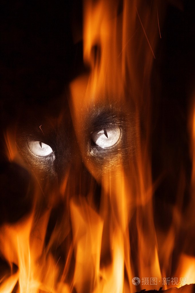 一只黑猫的眼睛看着火
