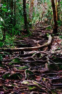 丛林小径揭示 Sabbah，婆罗洲马来西亚的热带雨林树根迷宫的雨后