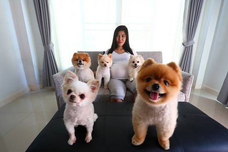 女人怀孕和博美犬狗可爱的宠物，在客厅里