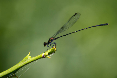 形象的自然背景蜻蜓 Onychargia atrocyana