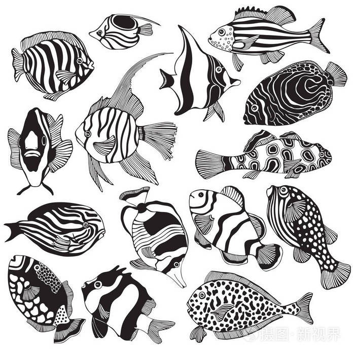 异国情调的热带鱼