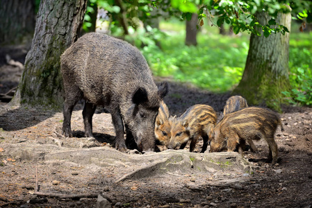 条纹仔猪在森林里的野猪家庭