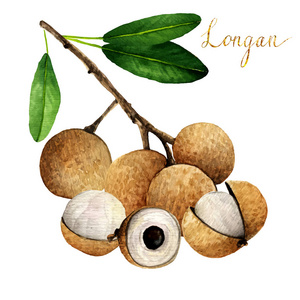 树上的热带水果龙眼龙眼特写龙眼树龙眼龙眼鸡龙眼热带水果龙眼树上