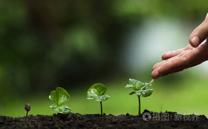 种植一棵树,种植咖啡树,新鲜度,保护树木,浇水, 成长, 绿色的手