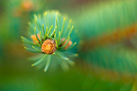 野生草