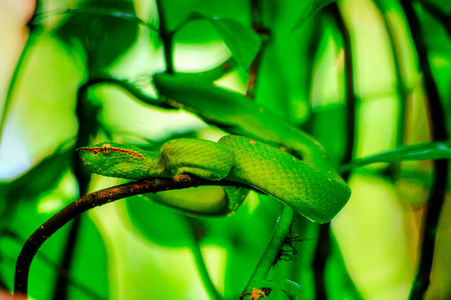 emus wagleri sabbah 婆罗洲,马来西亚热带雨林在红树林的树枝上照片