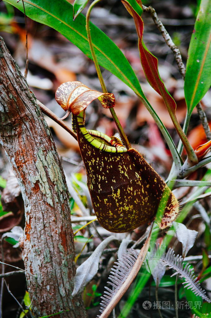食虫植物白环猪笼草在雨林中在巴科国家公园沙捞越婆罗洲马来西亚