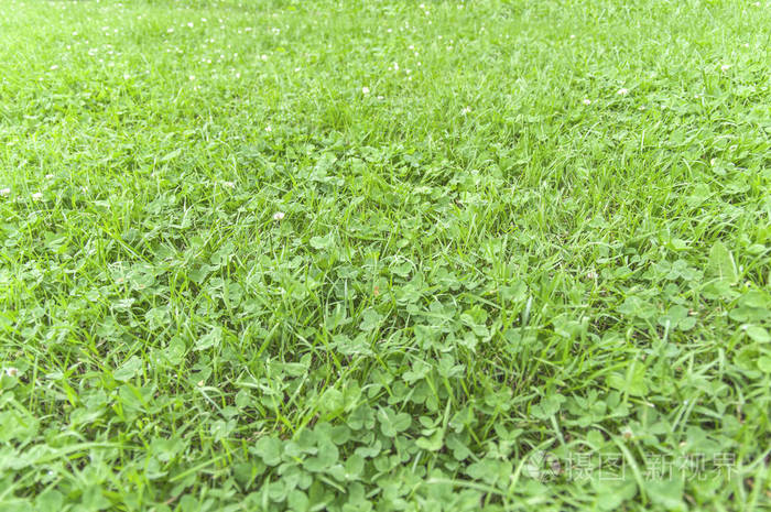 绿色修剪草地场背景夏天自然绿色草坪