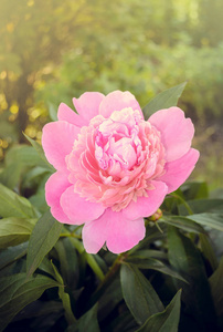 美丽的粉红牡丹花在花园里。盛开的粉红牡丹